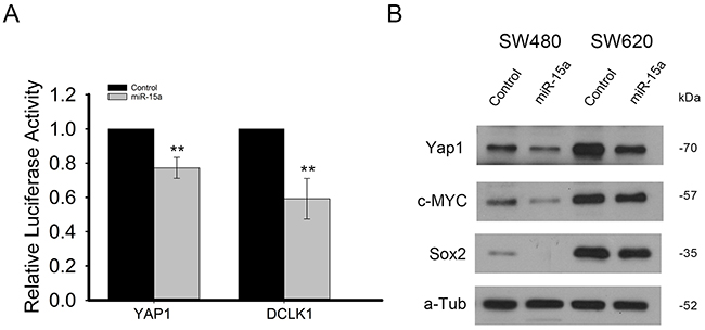 miR-15a directly targets YAP1 and DCLK1 and inhibits expression of genes downstream of YAP1.