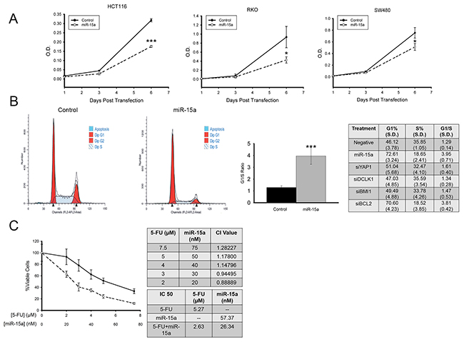 miR-15a inhibits colon cancer proliferation, and increases sensitivity to 5-Fu.