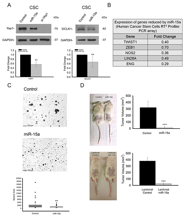 miR-15a is effective in spheroid growing stem like HCT116 colon cancer cells and inhibits tumor formation in vivo.