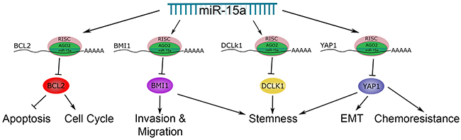 The role of miR-15a in colon cancer.