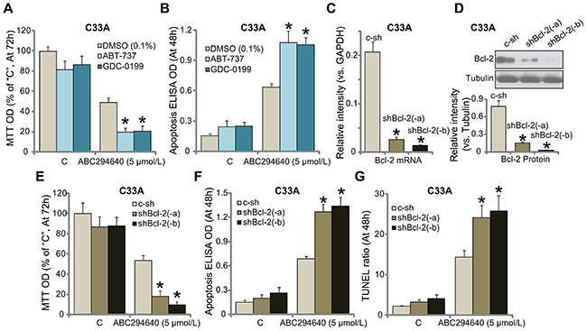 Inhibition or silence of Bcl-2 sensitizes ABC294640 in C33A cells.