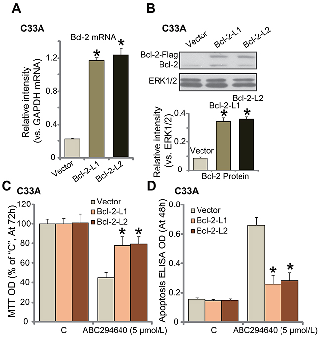 Exogenous over-expression of Bcl-2 de-sensitizes ABC294640 in C33A cells.