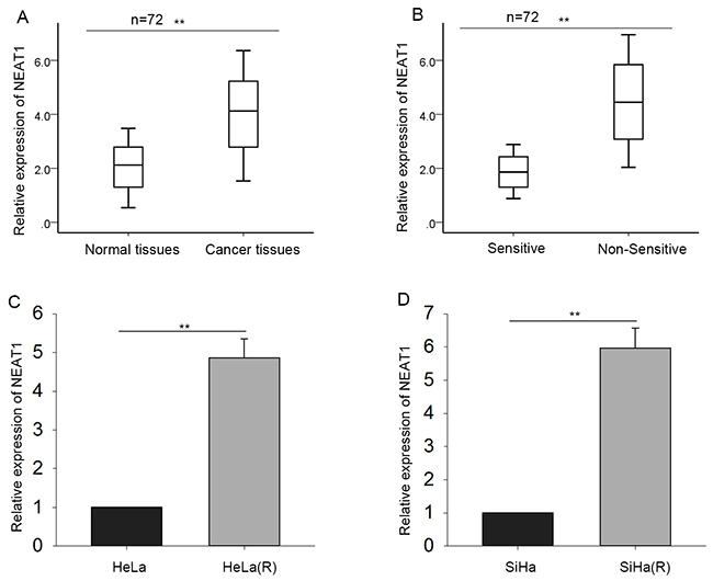 NEAT1 is elevated in cervical cancer tissues, non-sensitive tissues and radio-resistant cells.