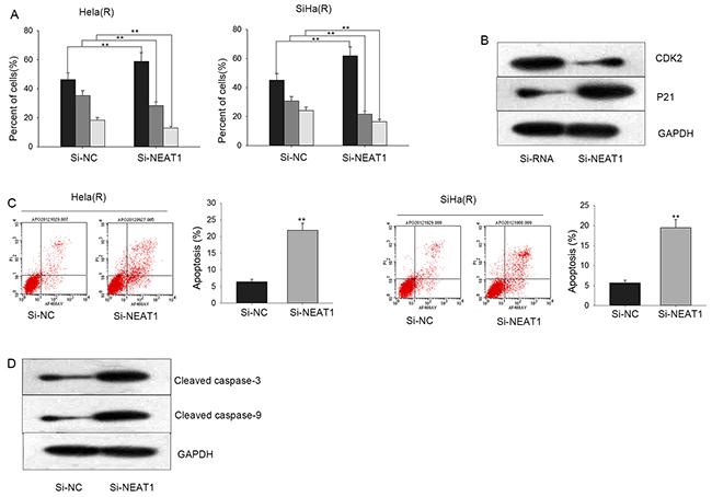 Silenced NEAT1 accelerates cell cycle arrest and triggers cell apoptosis.