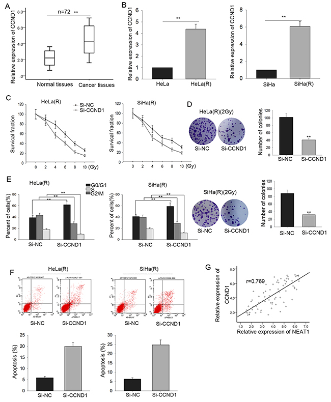 Up-regulated CCND1 consolidates the radio-resistance of cervical cancer via influencing proliferation, cell cycle arrest and apoptosis.