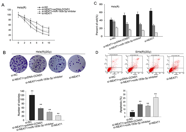 NEAT1 improves CCND1 to intensify the radio-resistance of cervical cancer through competitively sponging miR-193b-3p.