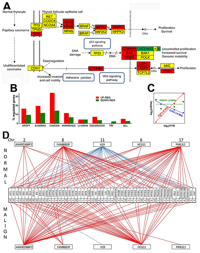 Papillary cancer of the thyroid regulates numerous genes and remodel transcriptomic networks.