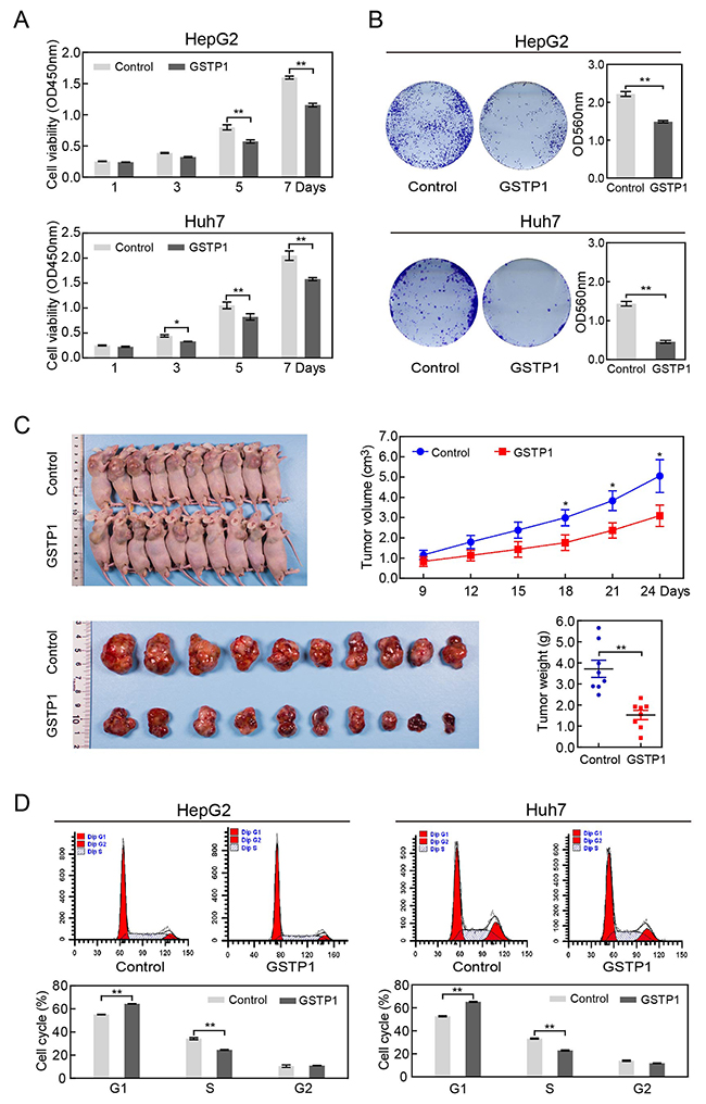 GSTP1 overexpression decreased liver cancer cell proliferation in vitro and in vivo.