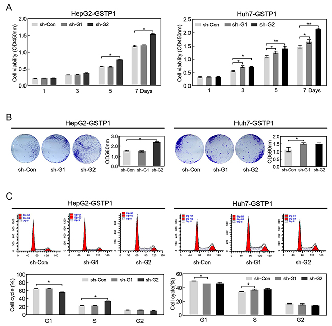GSTP1 shRNA enhanced the proliferation ability of liver cancer cells in vitro.