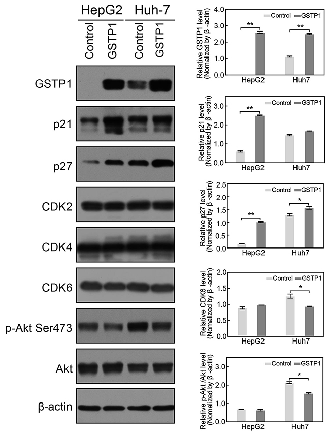 GSTP1 overexpression up-regulated p21 and p27, but down-regulated p-Akt.