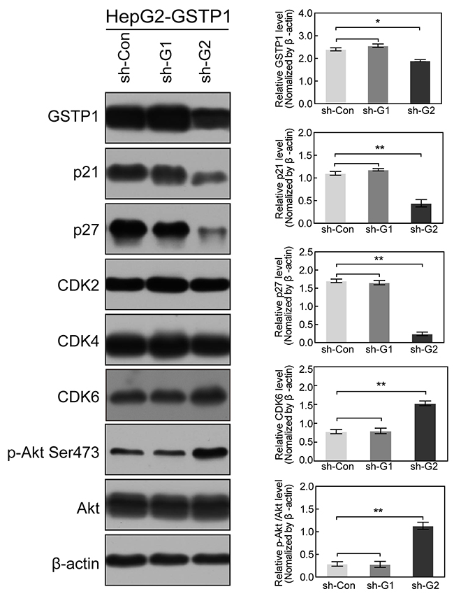 GSTP1 shRNA down-regulated p21 and p27, but up-regulated p-Akt and CDK6.