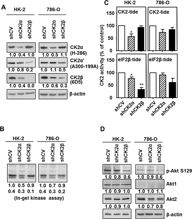 Effects of CK2&#x03B1; or CK2&#x03B2;-downregulation on CK2 subunits levels and CK2 activity in HK-2 and 786-O cell lines.