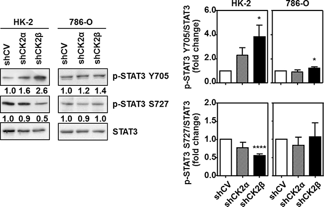 Effects of CK2&#x03B1; or CK2&#x03B2;-downregulation on STAT3 phosphorylation in HK-2 and 786-O cells.