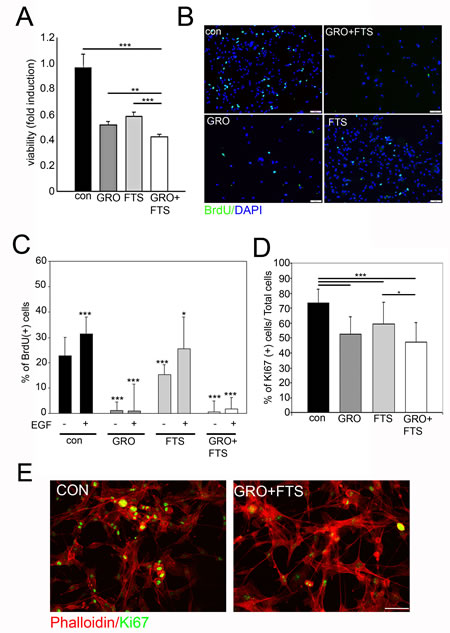 Ras and nucleolin inhibition reduces cell proliferation.