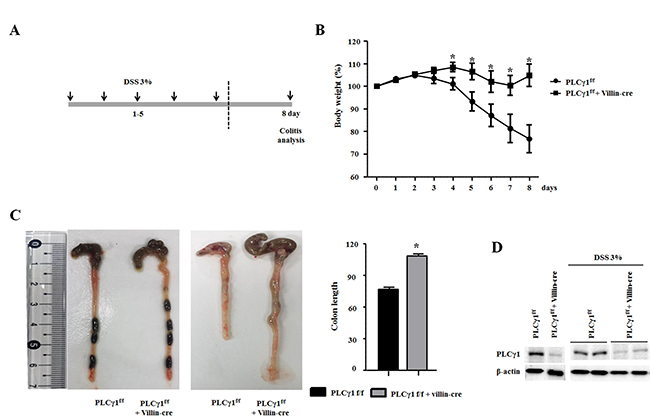 Deletion of PLC&#x03B3;1 in IECs decreases DSS-induced colitis.