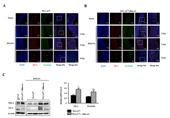 Deletion of PLC&#x03B3;1 in IECs increases intestinal barrier dysfunction.