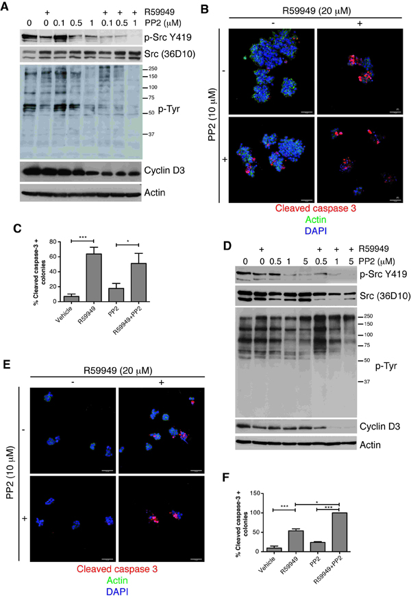 Blocking DGK&#x3b1; augments the sensitivity of cancer cells to Src inhibition.