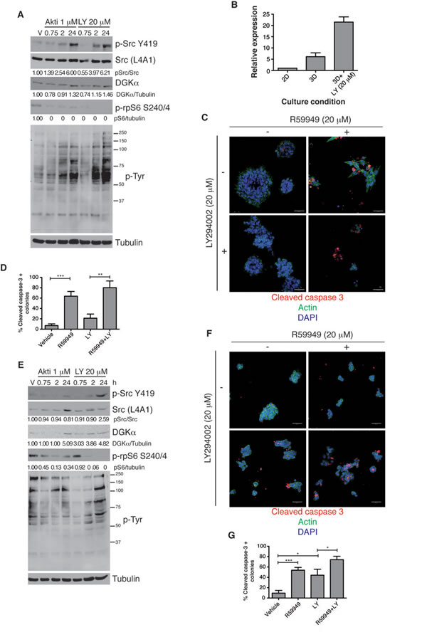 DGK&#x3b1; expression increases after PI3K inhibition.