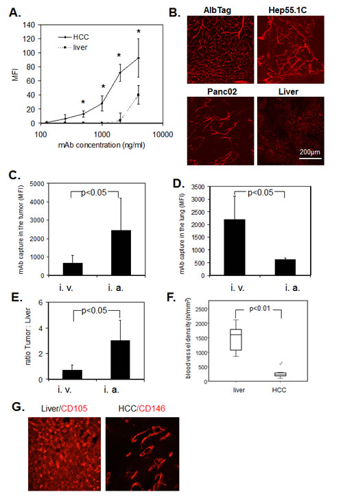 Fig.2: Immediate binding of ME-9F1 mAb to endothelial cells.
