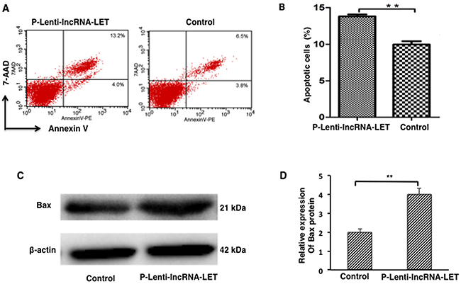 lncRNA-LET overexpression leads to apoptosis of NSCLC H292 cells.