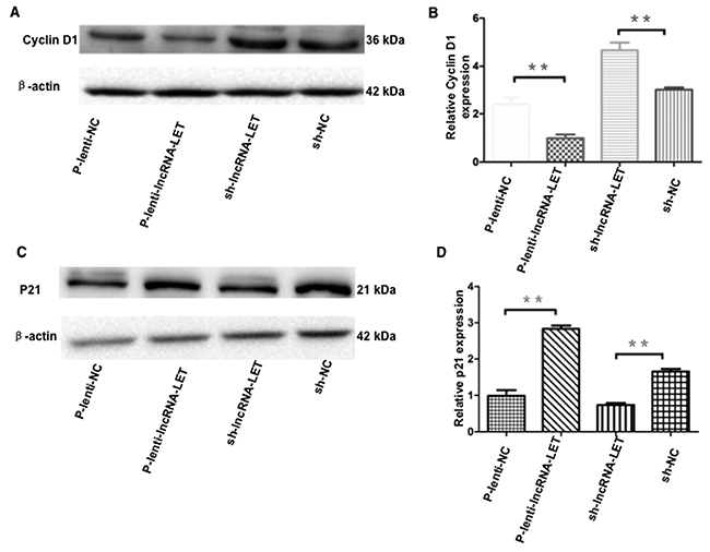 Effect of overexpression or knockdown of lncRNA-LET on expression of cyclin D1 and p21 in NSCLC cells.