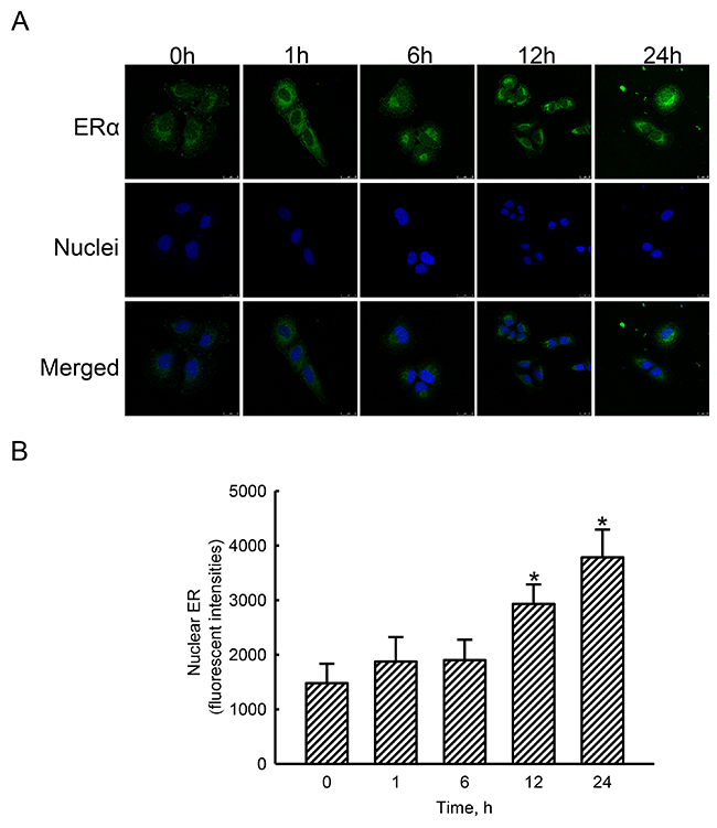 Effects of estradiol on translocation of estrogen receptor alpha (ER&#x03B1;) to nuclei.