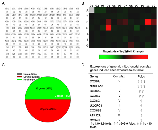 Effects of estradiol on expressions of genomic ATP synthesis-related genes.