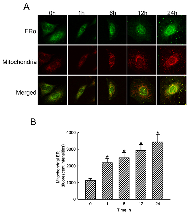 Effects of estradiol on translocation of estrogen receptor alpha (ER&#x03B1;) to mitochondria.