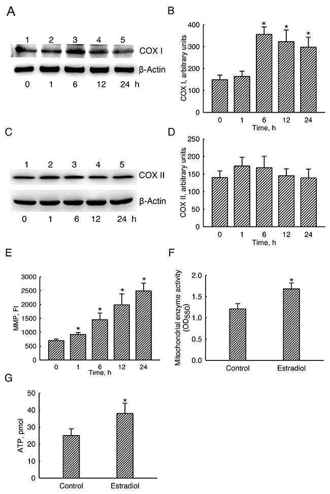 Effects of estradiol on mitochondrial cytochrome c oxidase (COX) I and II protein levels, mitochondrial enzyme activity, and cellular ATP amounts.