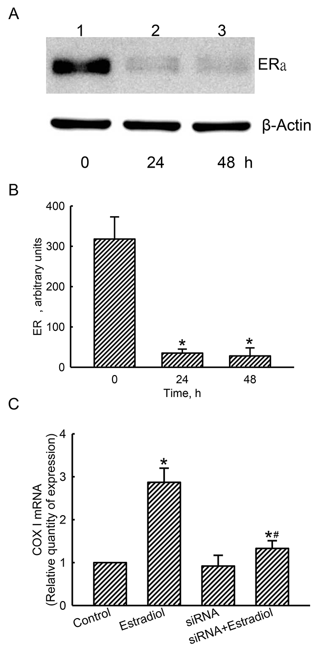 Effects of estrogen receptor alpha (ER&#x03B1;) knockdown on estradiol-induced mitochondrial cytochrome c oxidase (COX) I mRNA expression.