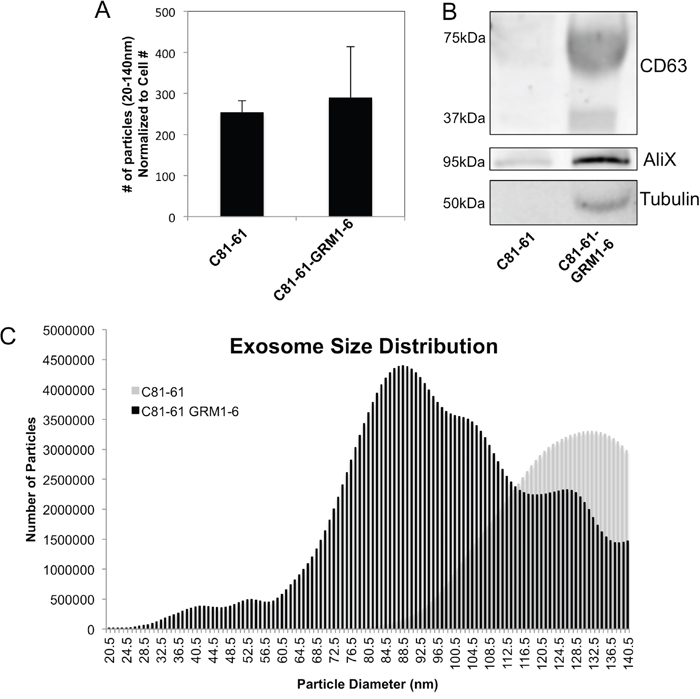 GRM1 expression results in changes in exosome size distribution.