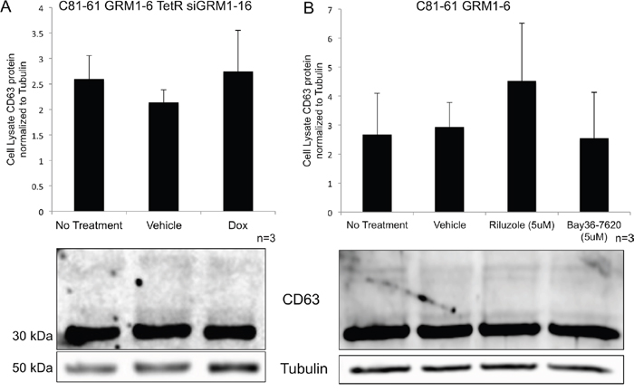 Levels of intracellular CD63 protein in melanoma cells are unaffected by treatment.