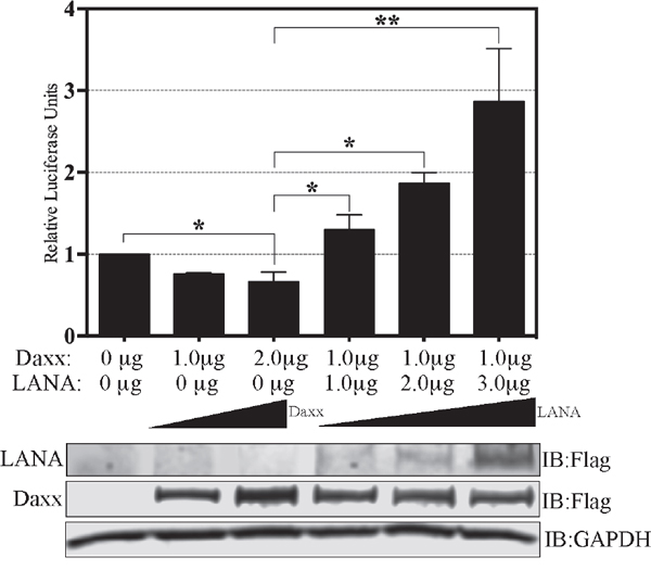 LANA upregulates EGFL7 promoter by sequestering Daxx.