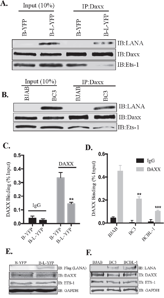 LANA reduced the binding of Daxx to Ets-1 and EGFL7 promoter.