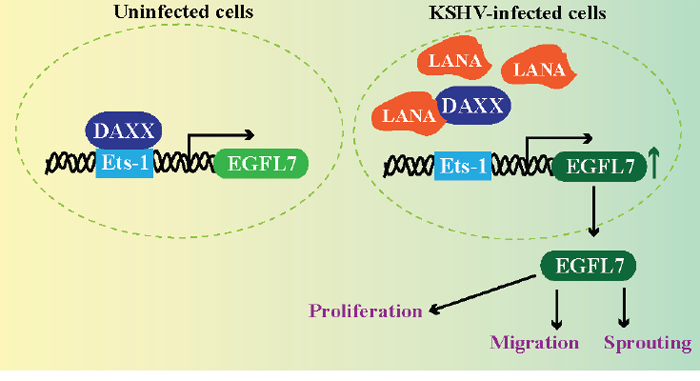 LANA upregulates EGFL7 expression by sequestering Daxx bound with Ets-1 at the promoter.
