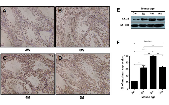 The expression of B7-H3 in mouse testis at different ages.