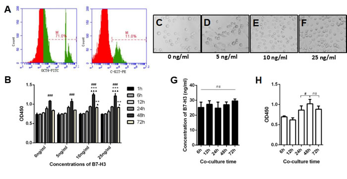 The effect of B7-H3 on mouse SSC proliferation.