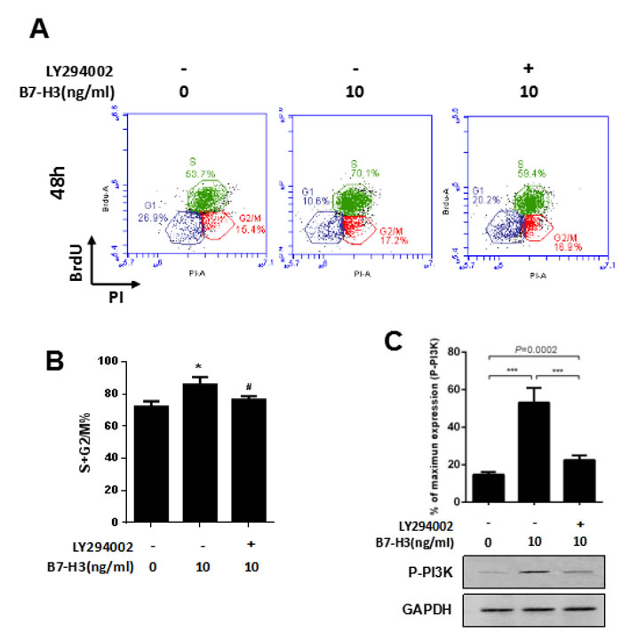 A PI3K inhibitor attenuated the B7-H3-induced cell cycle promotion of SSCs.