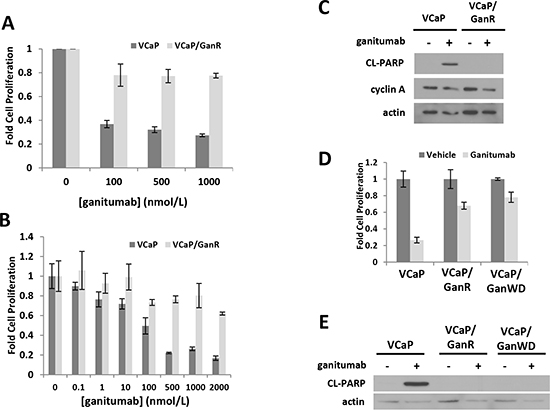 Characterization of a ganitumab resistant derivative of human prostate cancer VCaP termed VCaP/GanR.