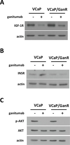 Characterization of IGF-1R-related signaling pathways in VCaP/GanR.