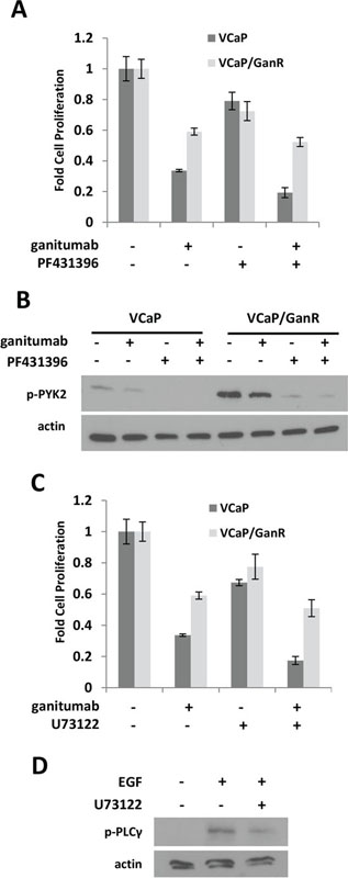 Effects of PYK2 and PLCγ inhibition on VCaP/GanR.
