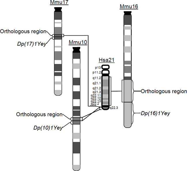 The schematic representation of the chromosomal alterations in Dp(10)1;Dp(16)1;Dp(17)1 mice.