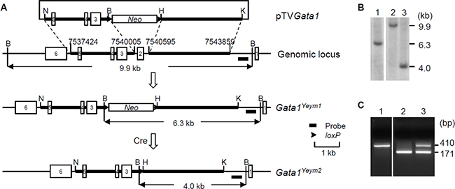 Development of Gata1Yeym2 mutant mouse strain.