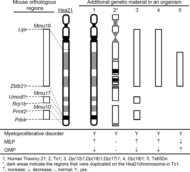 The status of the myeloid progenitors in the major segmental chromosomal alteration mouse models of DS showing myeloproliferative disorder.