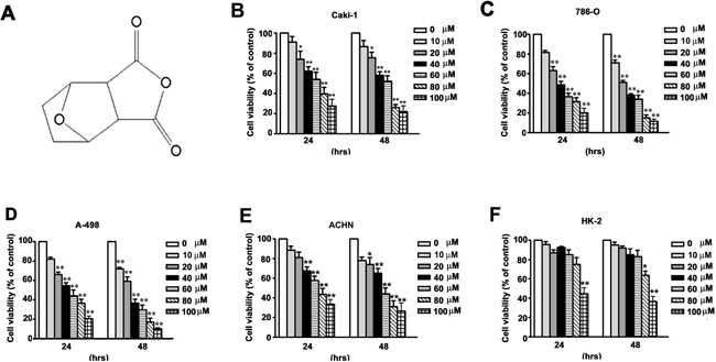 NCTD inhibits cell viability in human renal cancer cells.