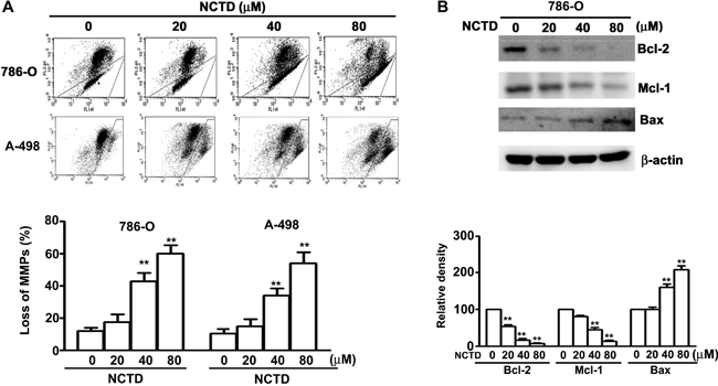 NCTD induces mitochondria-dependent apoptosis in 786-O and A-498 cells.