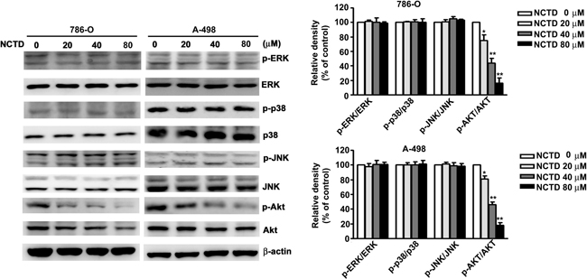 NCTD inhibit phosphorylation of AKT expression in 786-O and A-498 cells.