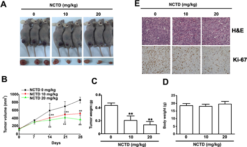 NCTD inhibits 786-O tumor xenograft growth in vivo.