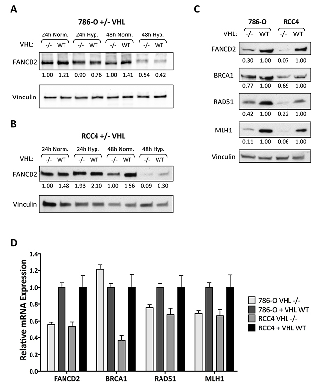 HR and MMR protein and mRNA expression is reduced in VHL-deficient renal carcinoma cells.