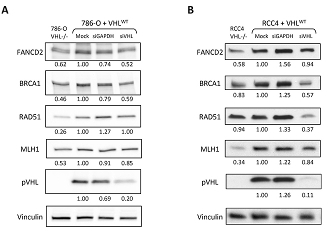 Depletion of pVHL leads to down-regulation of HR and MMR protein expression in renal carcinoma cells.